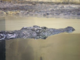 krokodil / crocodile