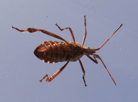 poloska / damsel bug