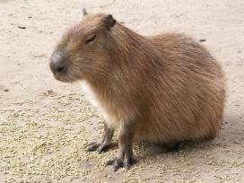 vízidisznó / capybara