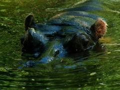 víziló / hippopotamus