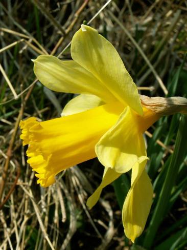 nárcisz / daffodil